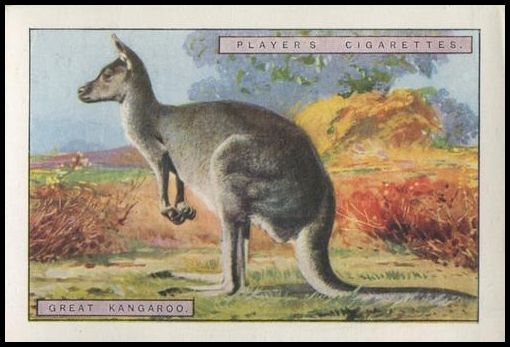 8 Great Kangaroo